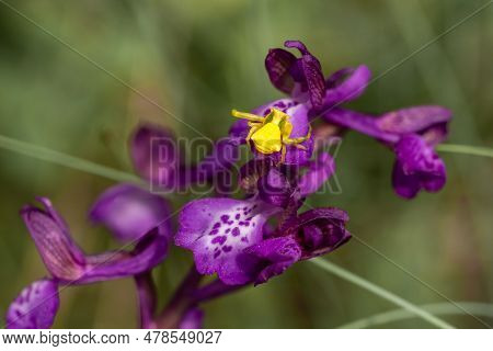 Yellow Spider Thomisus Onustus Poses On A Purple Flower Waiting For Prey