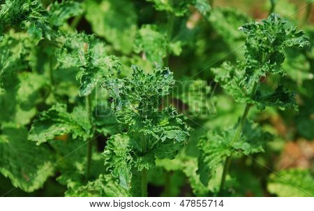 Curly Mint
