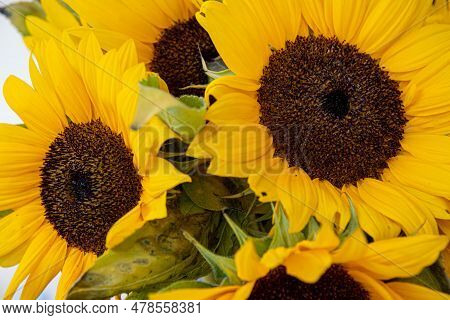 Yellow Sunflower Flowers Closeup With Withered Leaves. Yellow Petals And Green Wilted Leaves Of Sunf
