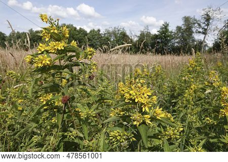 Detailed Closeup On An Rich Fowering Aggregation Of Yellow Loosestrife , Lysimachia Vulgaris, In The