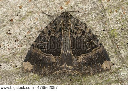 Natural Detailed Closeup On The Old Lady Or Black Underwing Owlet Moth, Mormo Maura