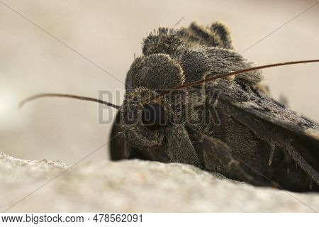 Natural Frontal Detailed Closeup On The Old Lady Or Black Underwing Owlet Moth, Mormo Maura