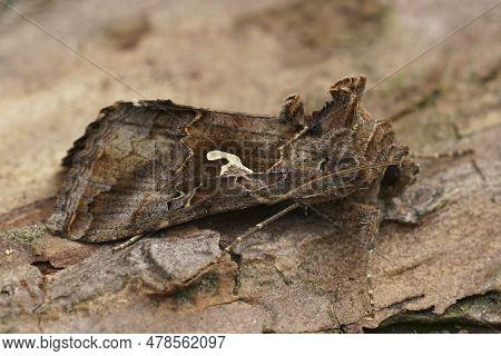 Natural Closeup On The Common Silver-y Owlet Moth, Autographa Gamma Sitting On Wood