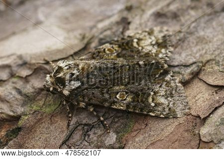Natural Closeup On The Coronet Owlet Moth, Craniophora Ligustri Sitting On Wood