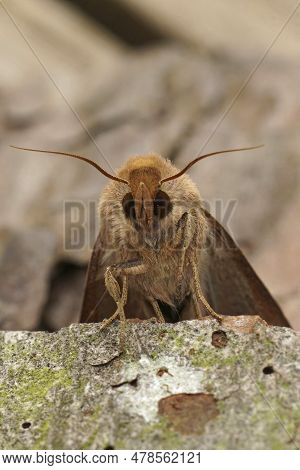 Detailed Frontal Closeup On The Orange Brown Colored Clay Owlet Moth , Mythimna Ferrago Sitting On W