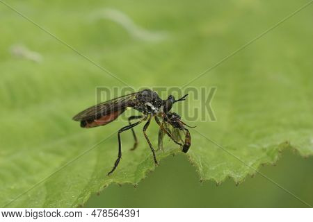 Detailed Closeup Of A Striped-legged Robber Fly, Dioctria Hyalipennis With Prey