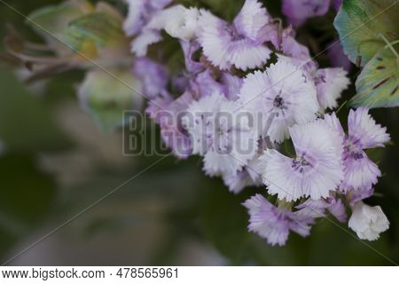 Dianthus Caryophyllus, Commonly Known As The Carnation Or Clove Pink, Is A Species Of Dianthus. Clos
