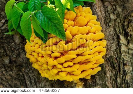 Young Sulfur-yellow Tinder Fungus On A Deciduous Tree. Edible And Useful Mushroom. (lat. Tinder Fung