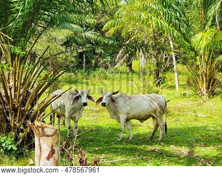 Panama, Port Armuelles, Two Brahma Oxen Grazing Among The Palm Trees, Looking Into The Camera