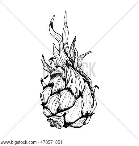 Whole Pitaya Dargon Fruit With Leaves Black White Line Illustration. Vector Pitahaya Ink Line Drawin