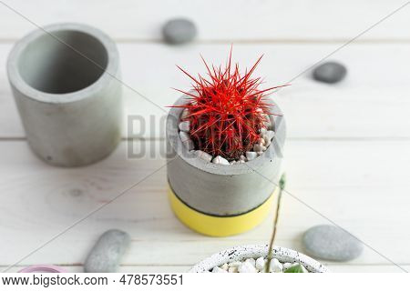 Cactus With Red Needles In A Concrete Pot On A Wood Background. Concrete Cache-pot. Fashion Trend In