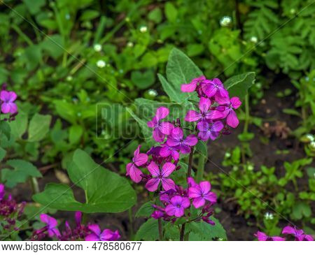 Lunaria Annua, Annual Honesty Flowers,silver Dollar, Money Plant, Flowering Plant In The Family Bras
