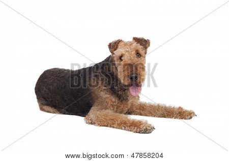 Nice airedale terrier breed dog isolated on white background