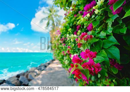 Blooming Bougainvillea Flowers Background. Bright Magenta Bougainvillea Flowers As A Floral Backgrou