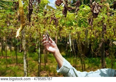 Female Farmer Hand Holding Dried Up Plant Close-up Shot. Woman Agronomist Touches Wizened Leaves Obs