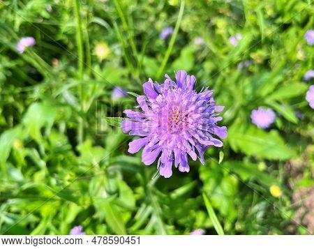 Flowers In Garden During Summer. Flowers Background .....