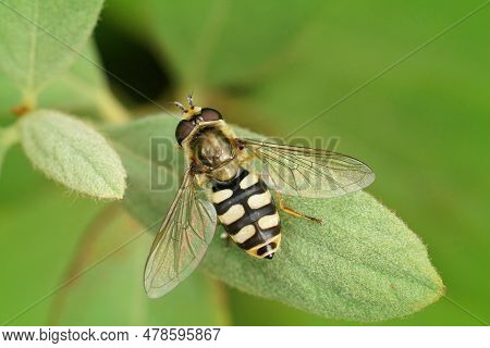Natural Closeup On The Small Migrant Hoverfly, Eupeodes Corollae, Sitting On A Green Leaf In The Gar