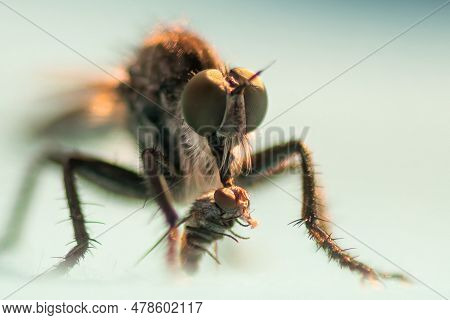 Robber Fly Eating A Small Fly. Macro Photography.