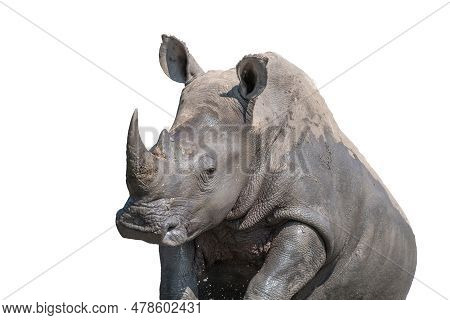 A Southern White Rhino, Ceratotherium Simum Simum, Taking A Mudbath. Isolated On White