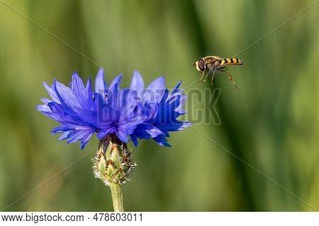 Action Shot Of A Hoverfly Approching A Corn Flower