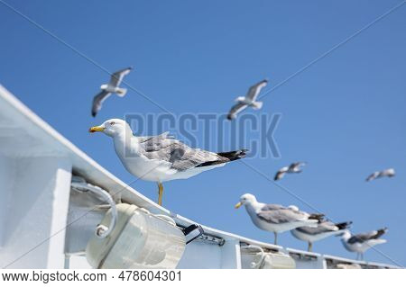 Seagull On The Boat In The Aegean Sea Of Greece, Summer Travel Destination And Blue Sky.