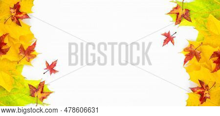 Banner Of The Background Of Many Yellow Maple Leaves With Space For Text On A White Background. Autu
