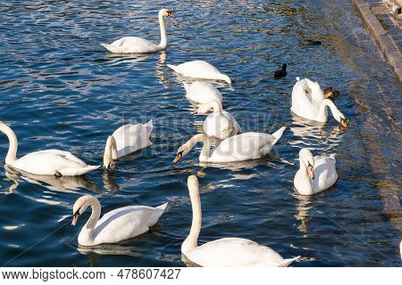 Graceful White Swan Latin Name Cygnus Olor Swimming In Italian Lake. Peace Calm Blue Water Backgroun