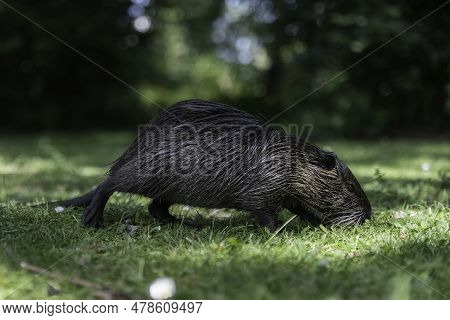 A Male Coypu Or Myocaster Coypus In The Water The Entenweiher In Germany In The Nature Reserve Raush