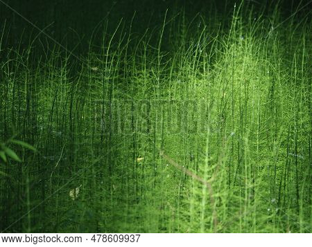 Forest Horsetails Thickest Is The Undergrowth Under The Glare Of The Sun. High Quality Photo