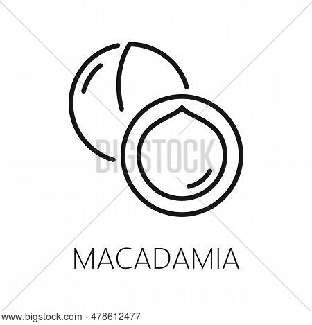 Macadamia Nut In Shell Isolated Queensland Nut Outline Icon. Vector Bush Maroochy Bauple Nut, Exotic