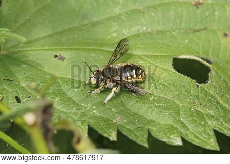 Closeup On A Male European Woolcarder Bee, Anthidium Manicatum Sitting In A Green Leaf