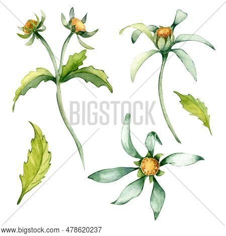 Bidens Tripartita Medicinal Plant Watercolor Illustration Isolated On White Background. Tree Lobe Be