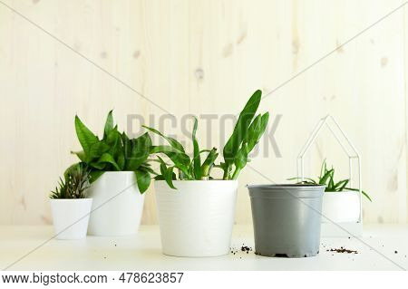 Green Homeplants With Plastic Pot At Home Table. Collection Of Various Succulents. Potted House Plan