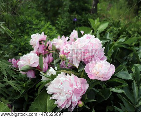 Peonia Lady Anna. Peony In The Garden. Shot Of A Peony In Bloom Works Perfectly With The Green Backg