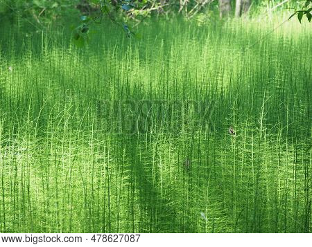 Forest Horsetails Thickest Is The Undergrowth Under The Glare Of The Sun. High Quality Photo