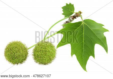 Branch Of Sycamore Plane Tree Isolated On White Bacground. Top View. Flat Lay