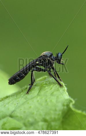 Vertical Closeup On A Violet Black-legged Robber Fly, Dioctria Atricapilla Sitting On A Green Leaf