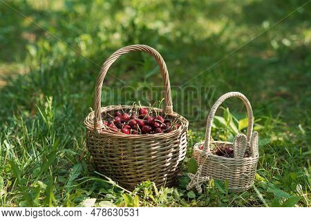 Wicker Basket Full Of Red Ripe Cherries On Garden Grass. Cherries With Cuttings Collected From The T