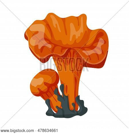 Chanterelles In Moss. Chanterelles In Forest. Vector Illustration Isolated On A White Background.