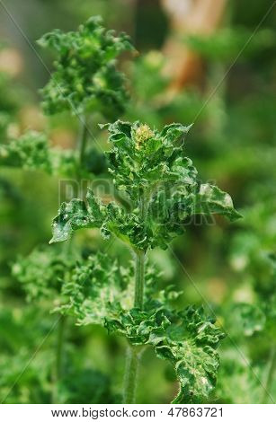 Curly Mint
