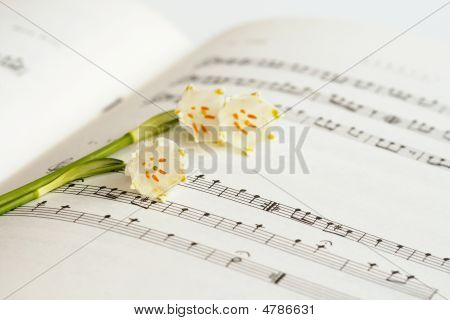 Blomst og noter