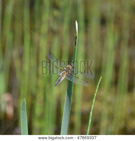 Libelle auf der Grashalm auf grünem Hintergrund