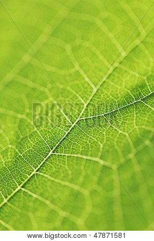 Frische Dreen Blatt Textur Makro Nahaufnahme