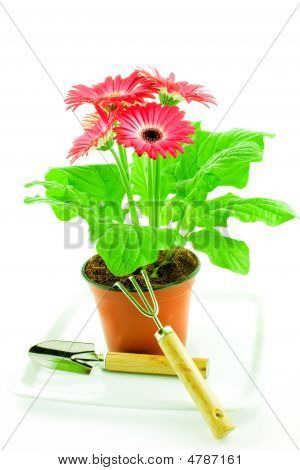 Gerbera Rosa In un vaso con Chopper di floricoltura e pala