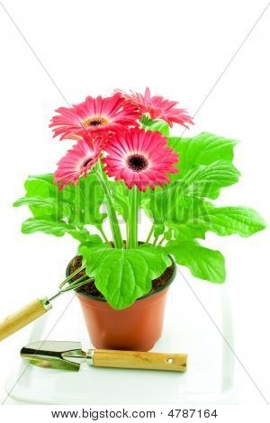 Gerbera Rosa In un vaso con Chopper di floricoltura e pala