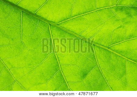 Frische Dreen Blatt Textur Makro Nahaufnahme