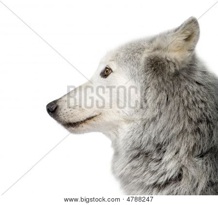 Mackenzie Valley Wolf (8 år) - Canis Lupus Occidentalis
