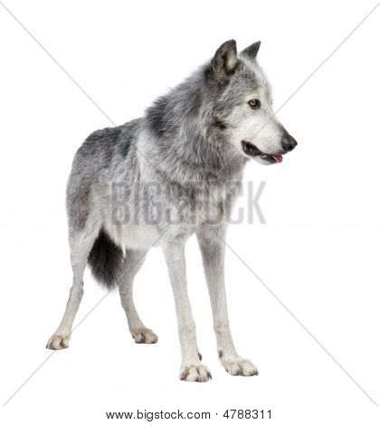 Mackenzie Valley Wolf (8 år) - Canis Lupus Occidentalis