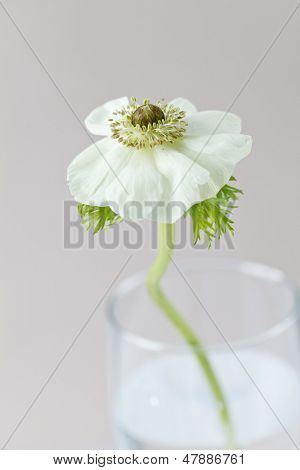 flor anémona
