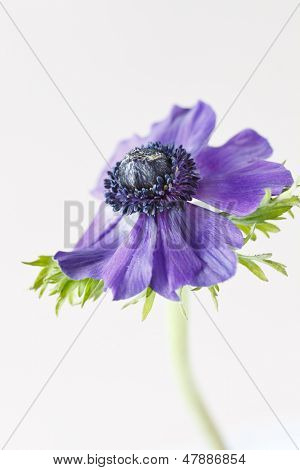 flor anémona